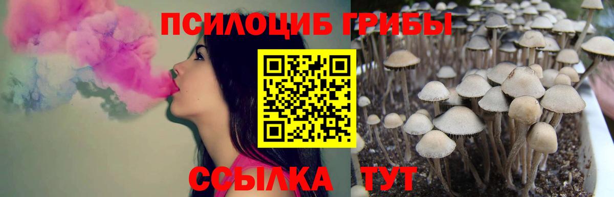 Заволжье  Галлюциногенные грибы Psilocybe  Вход с VPN 